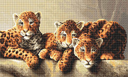 LETI910 Леопарды (Leopards)