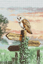 L8031 Сипуха (Barn Owl)